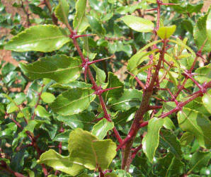 Texas Hercules-club Prickly-ash, Zanthoxylum hirsutum, A (2)