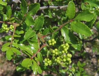 Texas Hercules-club Prickly-ash, Zanthoxylum hirsutum, D