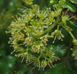 Texas Hercules-club Prickly-ash, Zanthoxylum hirsutum, E (1)