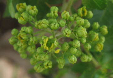 Texas Hercules-club Prickly-ash, Zanthoxylum hirsutum, E