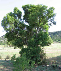 Texas Hercules-club Prickly-ash, Zanthoxylum hirsutum, G