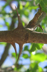 Texas Hercules-club Prickly-ash, Zanthoxylum hirsutum, H