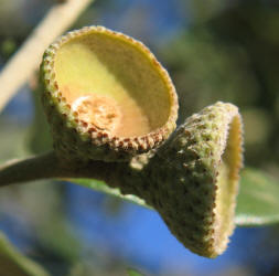 Texas Live Oak, Quercus fusiformis, B (1)