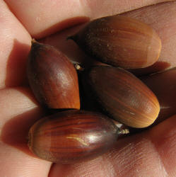 Texas Live Oak, Quercus fusiformis, C (4)