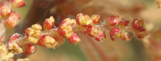 Texas Red Oak, Quercus shumardii var. texana, A (10)