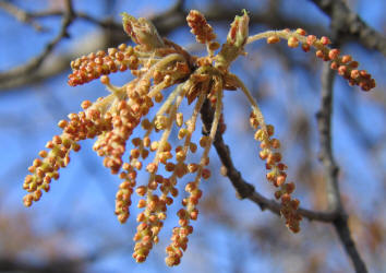 Texas Red Oak, Quercus shumardii var. texana, A (15)