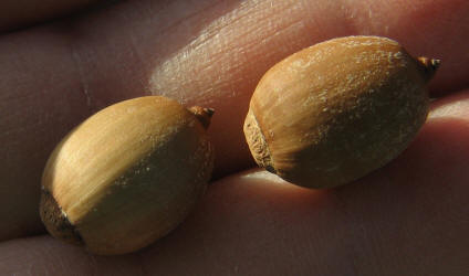 Texas Red Oak, Quercus shumardii var. texana, A (6)