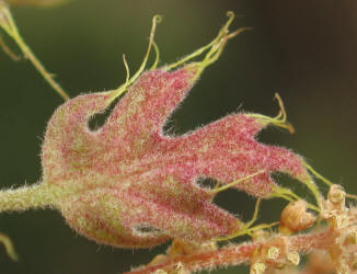 Texas Red Oak, Quercus shumardii var. texana, A (7)