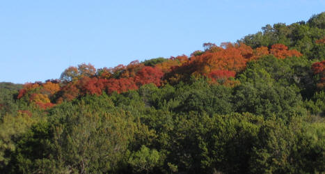 Texas Red Oak, view