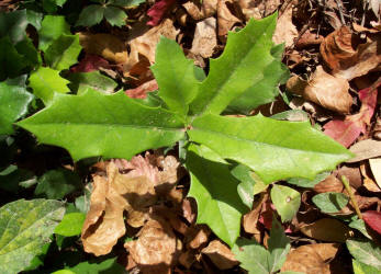 Vasey Shin Oak, Quercus vaseyana, A (1)