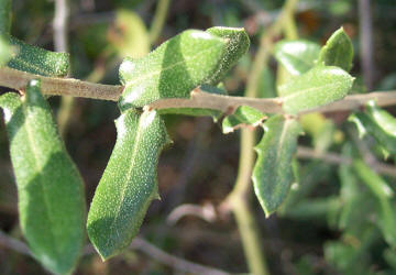 Vasey Shin Oak, Quercus vaseyana, B