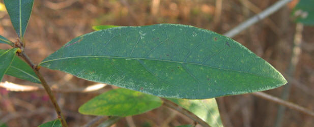 Water Oak, Quercus nigra, VZ, A (1)