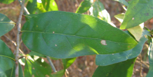 Water Oak, Quercus nigra, VZ, A (2)