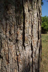 Western Soapberry, Sapindus saponaria var drummondii (2)