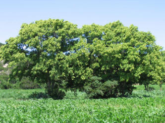 Western Soapberry, Sapindus saponaria var drummondii (3)