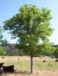 Western Soapberry, Sapindus saponaria var drummondii