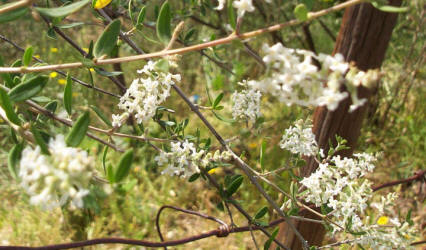 Whitebrush, Aloysia gratissima (1)