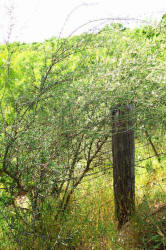 Whitebrush, Aloysia gratissima (2)