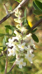 Whitebrush, Aloysia gratissima