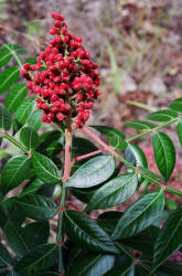 Wing-rib Sumac, Rhus copallinum, Hill