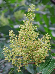 Wing-rib Sumac, Rhus copallinum, male, Hill (1)