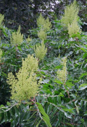 Wing-rib Sumac, Rhus copallinum, male, Hill