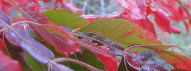 Wing-rib Sumac, Rhus copallinum,VZ (1)