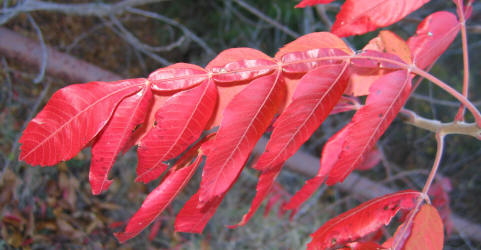 Wing-rib Sumac, Rhus copallinum,VZ