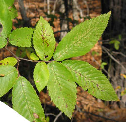 Winged Elm, Ulmus alata, VZ (1)