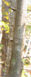 Winged Elm, Ulmus alata, VZ (2)