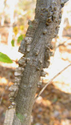 Winged Elm, Ulmus alata, VZ (3)