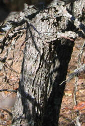 Winged Elm, Ulmus alata, VZ (5)