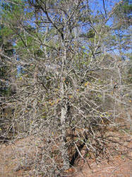 Winged Elm, Ulmus alata, VZ