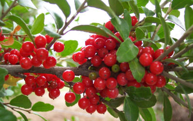 Yopon Holly, Ilex vomitoria, A (1)