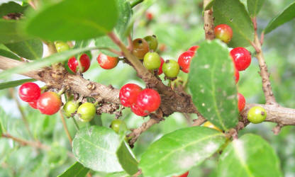 Yopon Holly, Ilex vomitoria, B (1)