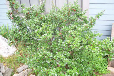 Yopon Holly, Ilex vomitoria, B