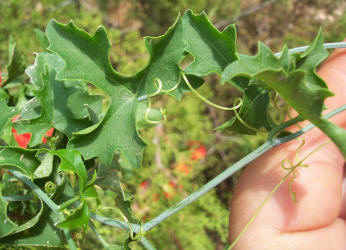 Balsam Gourd, Ibervillea lindheimeri