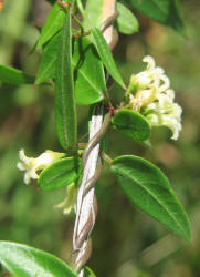 Bearded Swallow-wort, Cynanchum barbigerum (1)