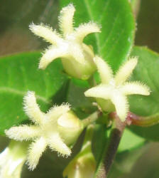 Bearded Swallow-wort, Cynanchum barbigerum