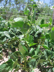 Black-eyed Pea, Vigna unguiculata (2)