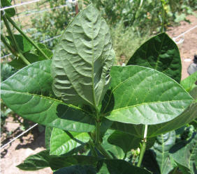 Black-eyed Pea, Vigna unguiculata (3)