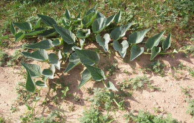 Buffalo Gourd, Cucurbita foetidissima (1)