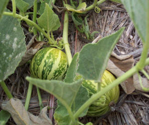 Buffalo Gourd, Cucurbita foetidissima (4)