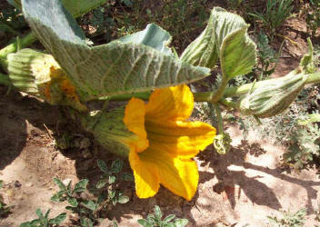 Buffalo Gourd, Cucurbita foetidissima