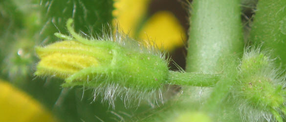 Cantaloupe, Cucumis melo (1)