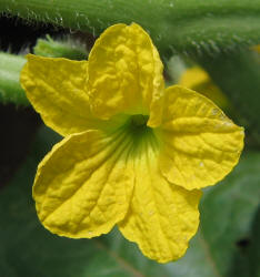 Cantaloupe, Cucumis melo (3)