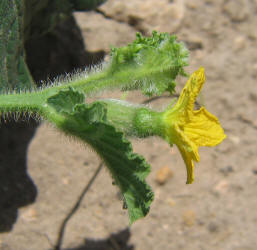 Cantaloupe, Cucumis melo (4)