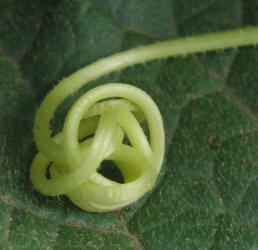 Cantaloupe, Cucumis melo (5)