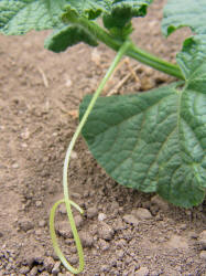 Cantaloupe, Cucumis melo (6)