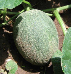 Cantaloupe, Cucumis melo (7)